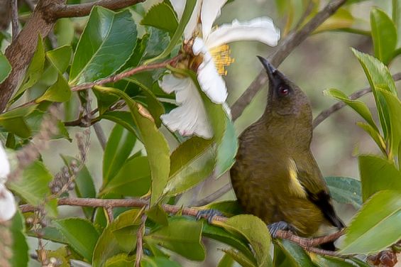 Marlborough Sounds native birds